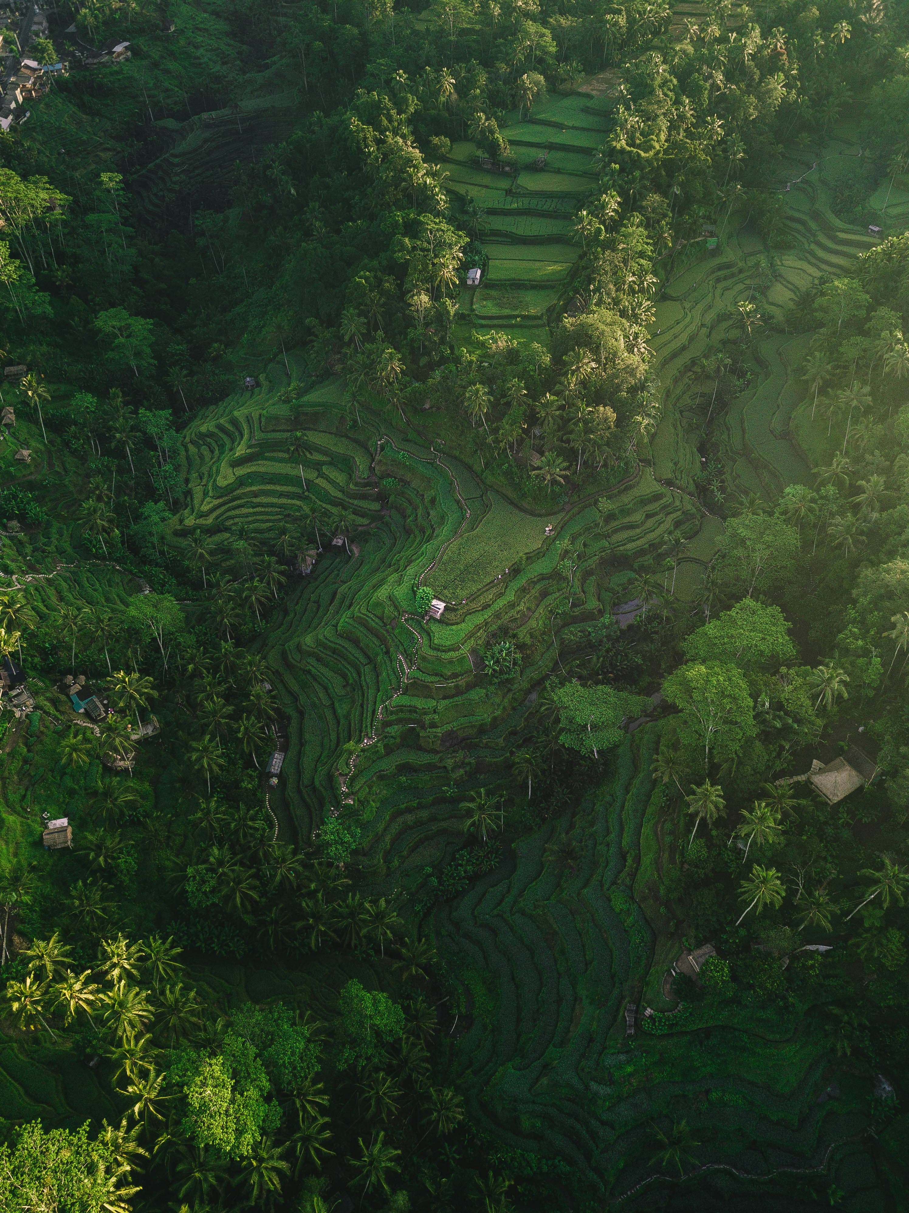 Aerial view of lush green terraced rice fields surrounded by palm trees