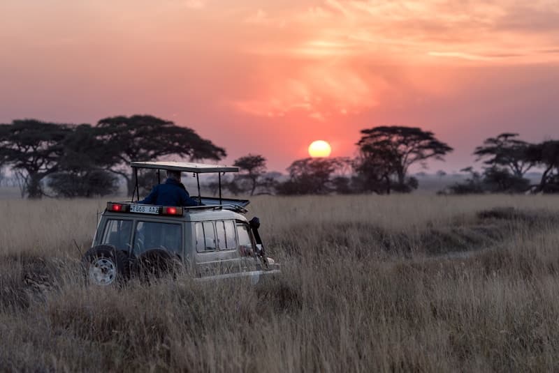 Replanting Kenya's Forests